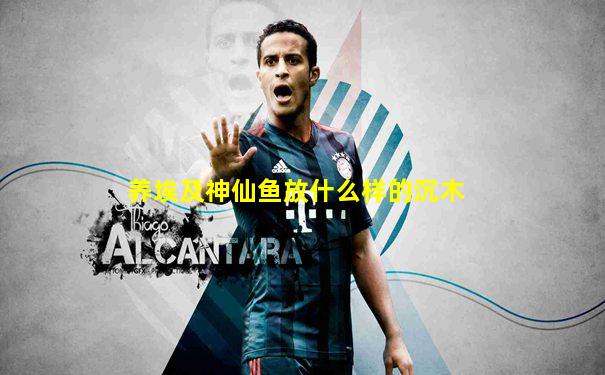 养埃及神仙鱼放什么样的沉木